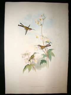 Gould Family of Hummingbirds C1860 Coras Shear Tail. Folio Hand Col 