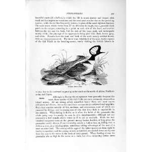   NATURAL HISTORY 1895 HOODED MERGANSER BIRDS OLD PRINT: Home & Kitchen