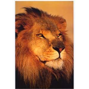  Lion King of the Jungle   Photography Poster   24 x 36 
