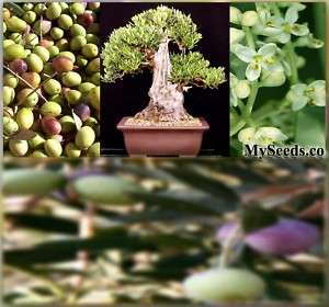 HEIRLOOM Olive Tree Seeds Bonsai HOUSE PLANT O europaea  