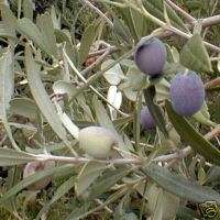 Mission Olive Tree Live Plant Cold Hardy Fruit 1 2  