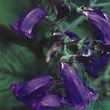 GIANT PURPLE INDIA RAMS HORN*7 seeds*SHOWY*FRAGRANT*RARE*perennial 