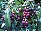 anatolian cherry laurel tree 10 fresh seeds 