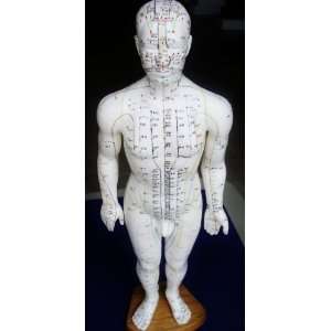  Model Anatomy Professional Medical Acupuncture 60cm 24 IT 