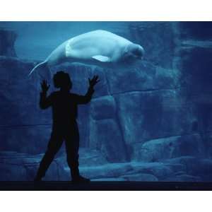 National Geographic, Beluga Whales, 16 x 20 Poster Print 