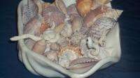 Assorted Shells 50+ set mixed shells Oyster Clam Bowl  