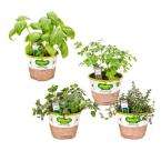 Bonnie Plants Organic 5 in. Italian Herb Mix (4 Plants)