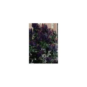  Purple Lilac Plant, Hefty 3 Year old, 18 25 Inch Patio 