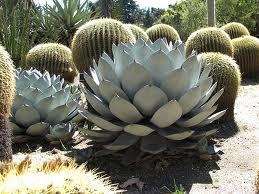   Parryi var cousei Exotic succulent cactus seeds~Century plant  