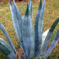 HARDY SIX INCH AGAVE AMERICANA CACTUS SUCCULENT PLANT  