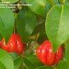   Florida Surinam Cherry Shrub/Tree/Hedge Three ( 3) Seedlings Fast Grow
