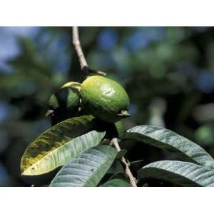 Ripening Guava Fruit, Wilson Botanical Gardens, San Vito, Costa Rica 