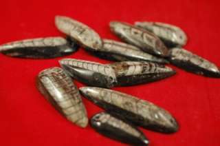 WHOLESALE JEWELRY DRILLED ORTHOCERAS FOSSIL MOROCCO  