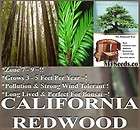 California Redwood Tree Seeds Bonsai Evergreen Fast Growth Sequoia 