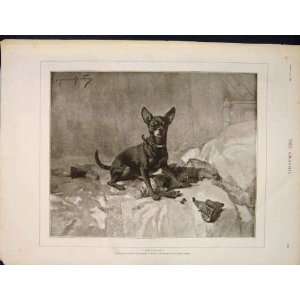  Mischief Muraton Dog Dogs Fine Art 1890 Old Print