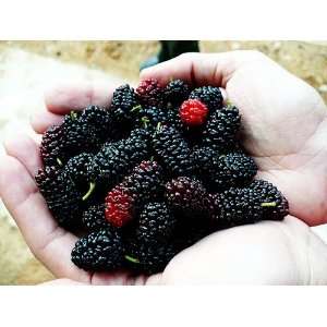  15 Black Mulberry, Morus nigra, Tree Seeds Hardy, Adaptable, Edible 