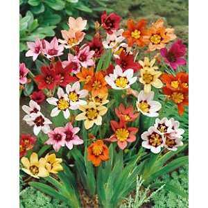     Harlequin Flowers   Mixed 12 plants potted Patio, Lawn & Garden