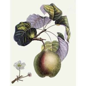   , Antoine Pierre Bouquet, Botanical Fruits Floral Engraving Intaglio