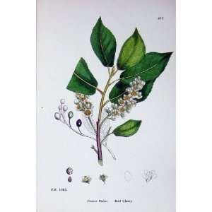   Botany Plants C1902 Bird Cherry Prunus Padus Flowers