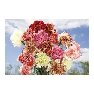   Fresh Flowers & Indoor Plants › Fresh Cut Flowers › Carnations