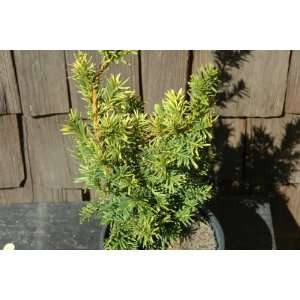   Taxus Cuspidata Bright Gold   Japanese Yew Tree Patio, Lawn & Garden