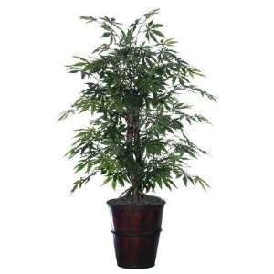   Potted Natural Japanese Maple Tree in Light Green