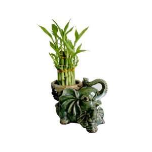  2 Tier Layer Lucky Bamboo in 5 inch Elephant Pot (KV275 