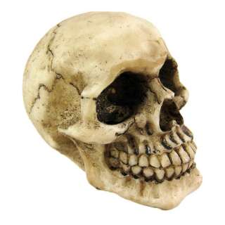 Human Skull Paperweight Figurine Highly Detailed  