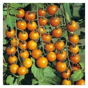  Sungold Tomato Seeds Patio, Lawn & Garden