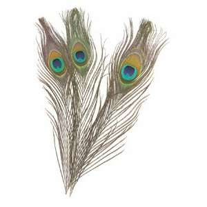  Peacock Feathers   Peacock Feathers, Pkg of 12: Arts 