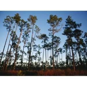 View at Sunset of Towering Pine Trees in Everglades National Park 
