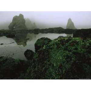 Tidal Pool and Sea Stacks in Fog on Shi Shi Beach at Low Tide 