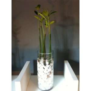 Red Mangrove 8 Seedling Large Plant Arrangement in Glass Vase 